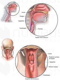 Anatomy of the Oral Cavity and Pharynx
