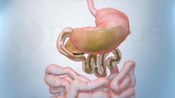 How GLP-1 (glucagon-like peptide-1) Affects Digestion