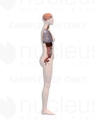 Internal Anatomy, Lateral - Female