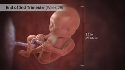 Fetus at Week 28 of Pregnancy