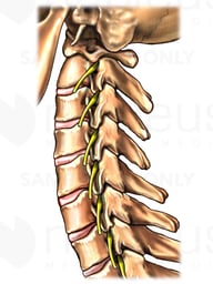 Cervical Spine and Spinal Nerve Roots