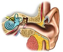 Anatomy of the Left Ear: Cross-Section