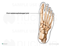 First Metatarsophalangeal Joint