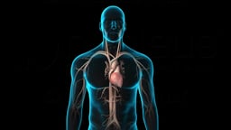 Cardiovascular System Anatomy