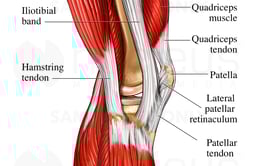 Tendons of the Lateral Knee