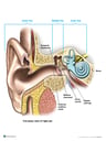 Normal Anatomy of the Right Ear
