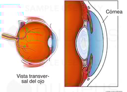 Cornea of the Eye