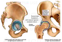 Anatomy of the Hip and Acetabular Labrum