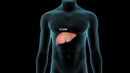 Anatomical Position of the Liver (Labeled) in the Body