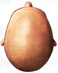 The Head: A Superior View