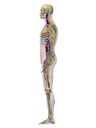 Male Lateral Respiratory, Skeletal, Cardiovascular System