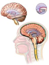 Intracranial Circulation of Cerebrospinal Fluid (CSF)