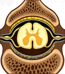 Spinal Cord in Vertebral Canal, Superior View