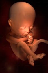 Week 23 in Fetal Development