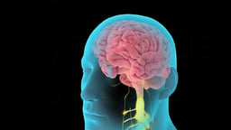 Brain and Central Nervous System