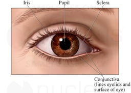 Anterior (Front) View of the Eye