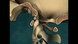 Normal Anatomy of the Upper Cervical Spine
