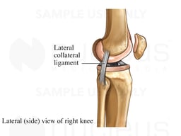 Lateral Knee Ligaments