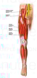 Anatomy of the Right Upper Leg