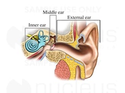 Regions of the Ear