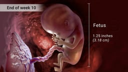Fetal Development at Week 10 of Pregnancy
