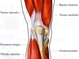 Anterior Muscles of Knee