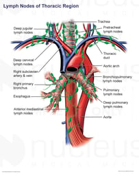Lymph Nodes of the Thoracic Region