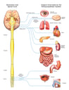 The Parasympathetic Nervous System