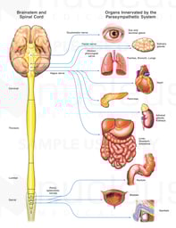 The Parasympathetic Nervous System