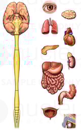 Brain, Spinal Cord and Body Organs