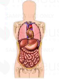 Anatomy of the Thorax and Abdomen