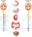 T6 Spinal Cord Injury Affecting the Function of Abdominal Organs