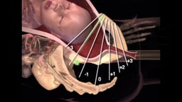Birth Stations of Fetal Presentation (Thirds, 1/3 System)