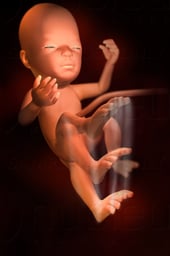 Week 28 in Fetal Development