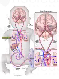 Fetal Blood Circulation