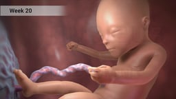Fetus at Week 20 of Pregnancy