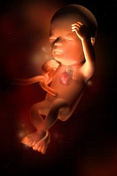 Week 14 in Fetal Development
