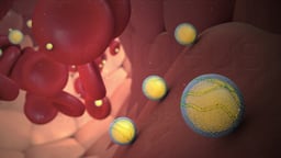Lipoproteins and Red Blood Cells in Circulation