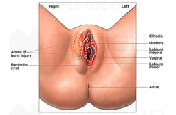 Female Genitalia