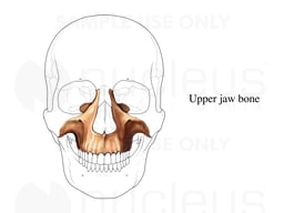 Upper Jaw Bone