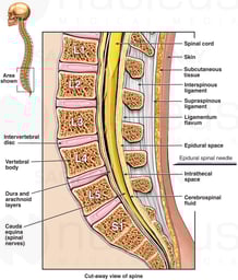 Anatomy of the Lumbosacral Spine