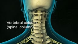 Vertebral Column