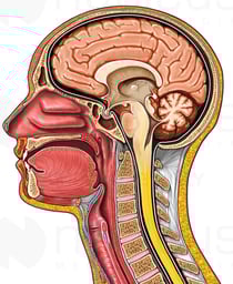 Head and Neck, Midline Cutaway View