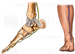 Nerve Supply of the Medial Foot