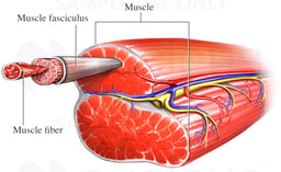 Muscle Fiber