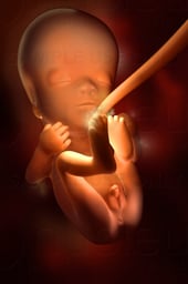 Week 11 in Fetal Development - Developing Genitalia (Male)