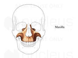 Maxilla