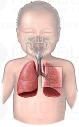 The Respiratory System in a Child