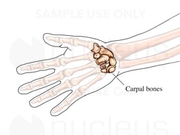 The Carpal Bones