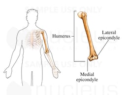 Epicondyles of the Humerus